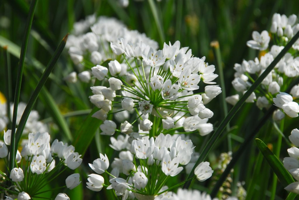 Allium Neapolitanum Bloembollen Tuinen Shop Nl