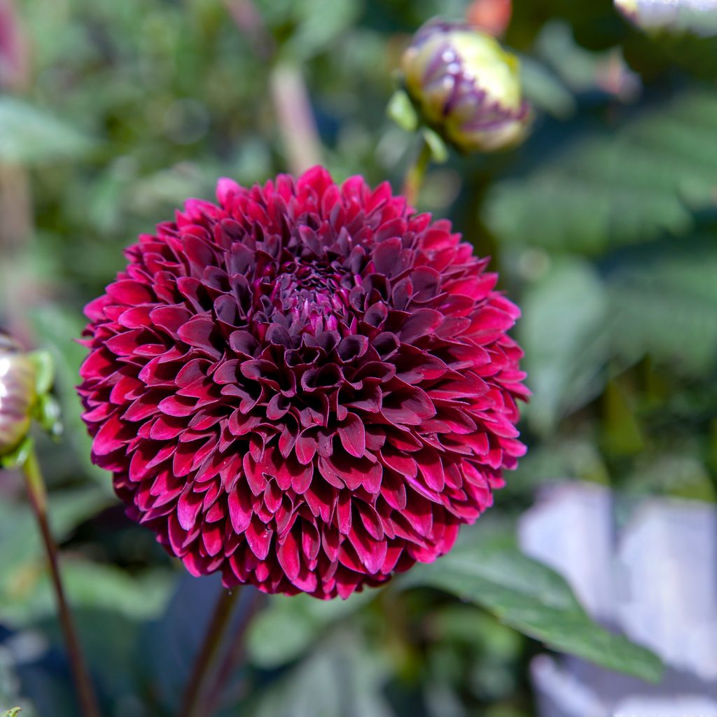 Dahlia Jowey Mirella Bloembollen en knollen