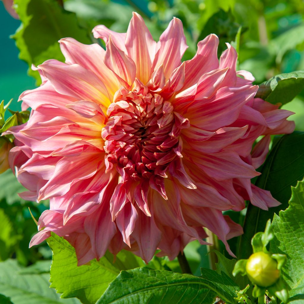 Dahlia Penhill Watermelon Bloembollen en knollen