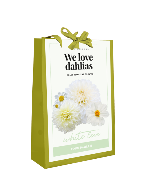 We Love Dahlia's White Love 4st.